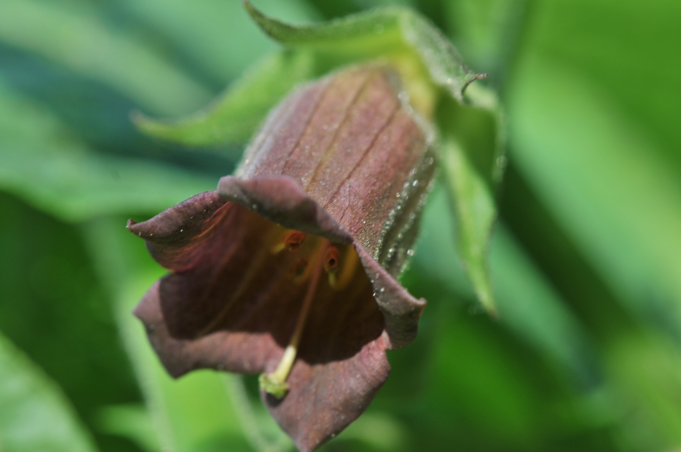 Blume
